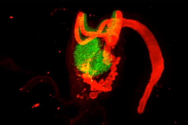 An overlooked organ may help the ovary function