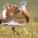 Ancient funerals may have included a ritual feast on a giant bird