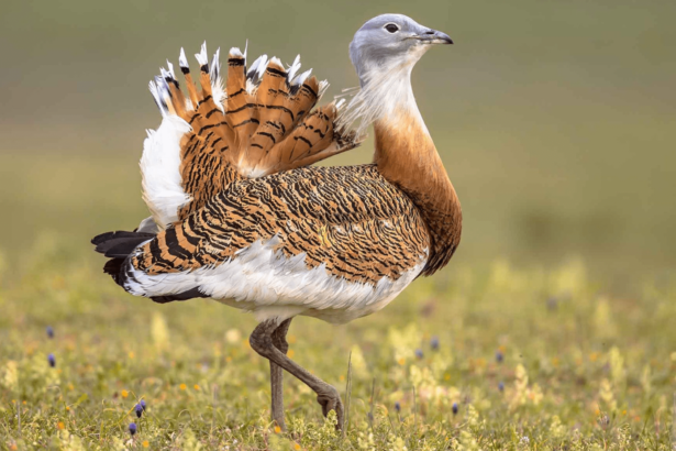 Ancient funerals may have included a ritual feast on a giant bird