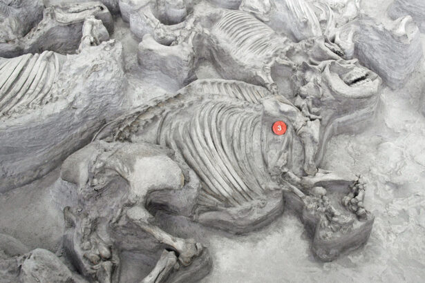 Ancient, water-loving rhinos gathered in big, hippolike herds