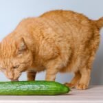 Are cats really afraid of cucumbers? We asked the experts.