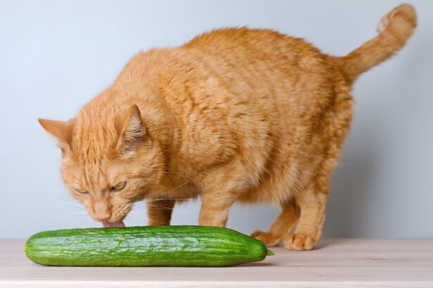 Are cats really afraid of cucumbers? We asked the experts.