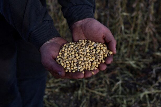 Argentina farmers focus on harvest over sales despite currency boost