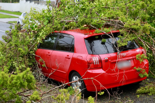Auckland mum and daughter shaken as tree crushes car