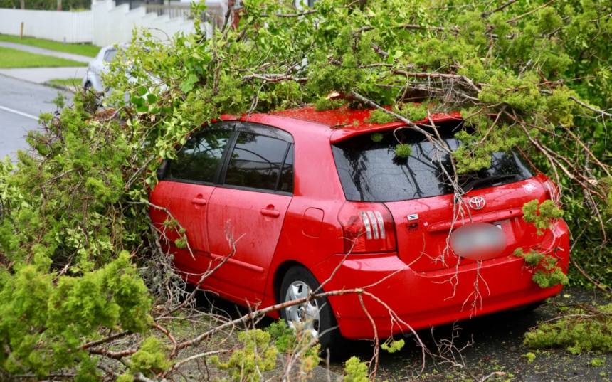 Auckland mum and daughter shaken as tree crushes car