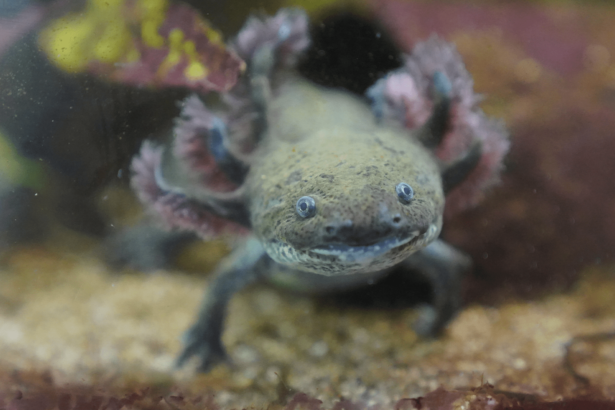 Axolotls raised in captivity can survive in the wild
