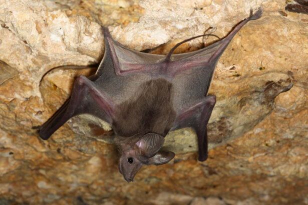 Bats that walk backwards have developed unusual navigation strategy