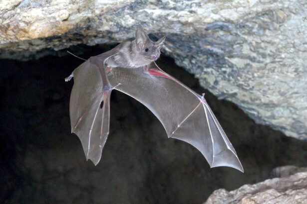 Bats wearing tiny mics reveal how the fliers avoid rush hour collisions