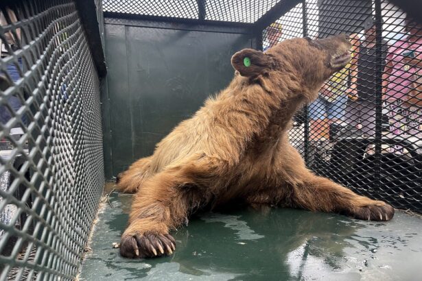 Bear sightings have started in Colorado