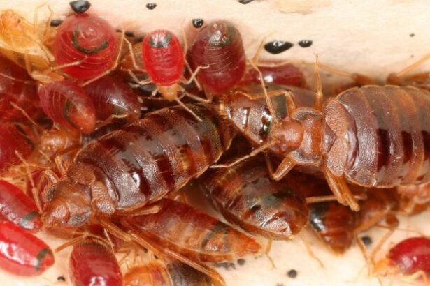 Bed Bugs Appear to Have a Genetic Resistance to Pesticides : ScienceAlert