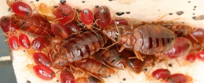 Bed Bugs Appear to Have a Genetic Resistance to Pesticides : ScienceAlert
