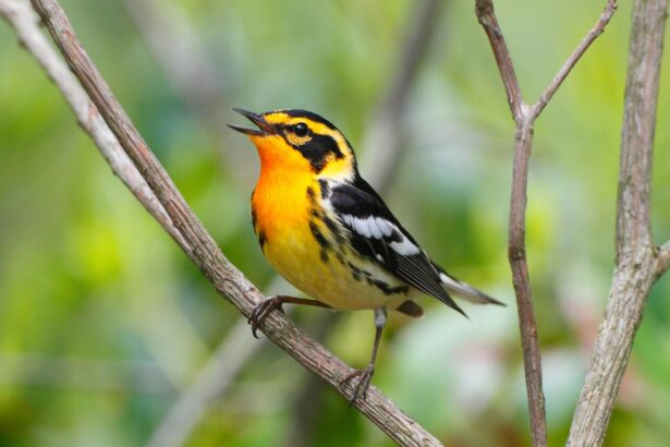 Bird-Watching Tips as Migration Season Peaks