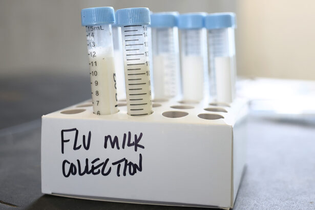 Bird flu in cows shows no signs of adapting to humans — yet