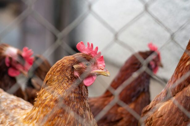 Bird flu studies show variant from 2016 was one mutation away from binding to human receptors