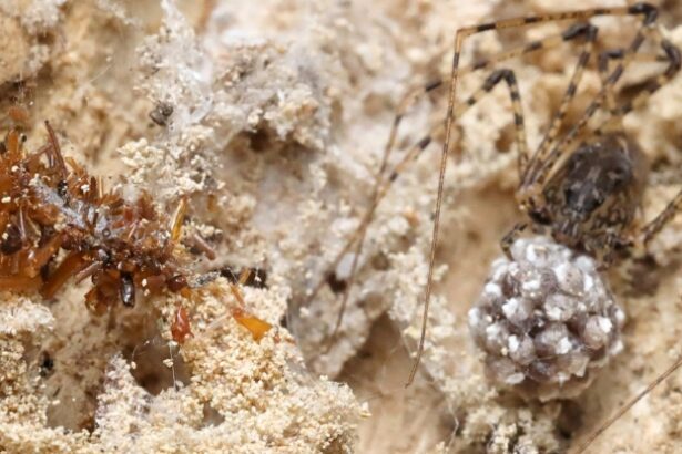 ‘Bone Collector’ Caterpillar Wears Dead Bugs to Steal Prey From Spiders : ScienceAlert