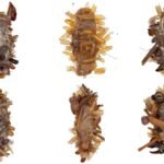 ‘Bone collector’ caterpillar wears dead insect body parts as disguise
