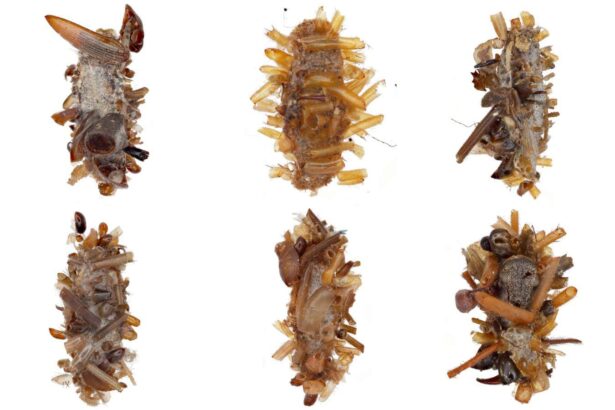 ‘Bone collector’ caterpillar wears dead insect body parts as disguise