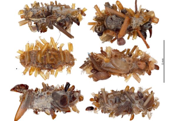 ‘Bone collector’ caterpillar wears the body parts of dead bugs