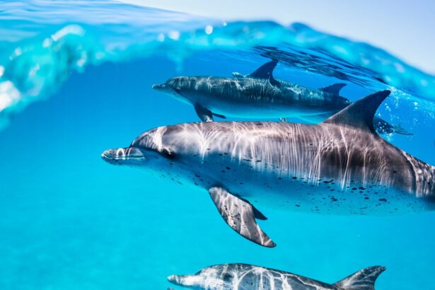 Can AI Let Us Chat with Dolphins?