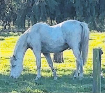 Canterbury community rallies to rescue horse from pit
