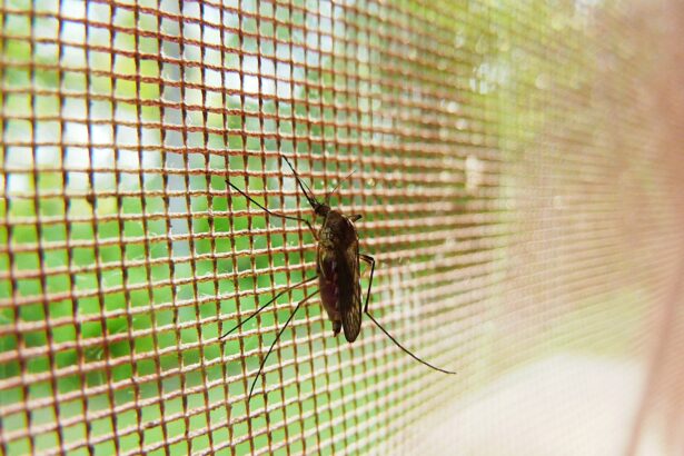 China’s malaria-free status offers crucial lessons for other areas
