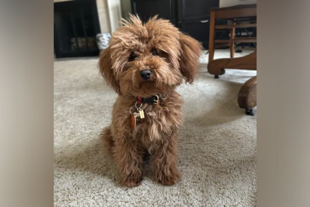 Climate Nutjobs Target Pet Dogs for Being ‘Environmental Villains’ |