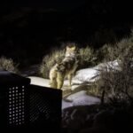 Colorado gray wolf dies in Rocky Mountain National Park