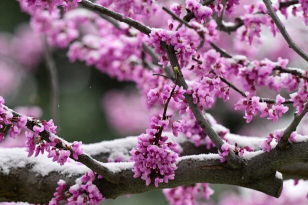 Colorado snow totals for April 19, 2025