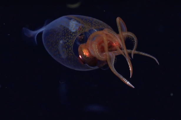 Colossal squid filmed in deep ocean for the first time ever