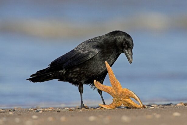 Crows Are Surprisingly Good at Geometry