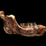 Denisovans inhabited Taiwan, new fossil evidence suggests