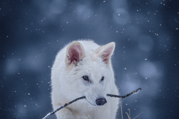 Does Colossal Biosciences’ dire wolf creation justify its B+ valuation?