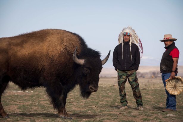 Eastern Shoshone classify bison as wildlife, not livestock.