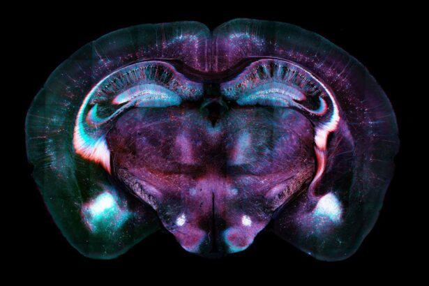 Electrical synapses genetically engineered in mammals for first time