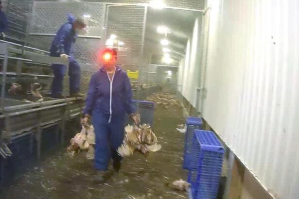 Factory farming and the next global pandemic