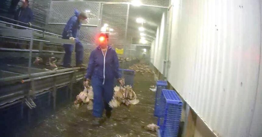 Factory farming and the next global pandemic