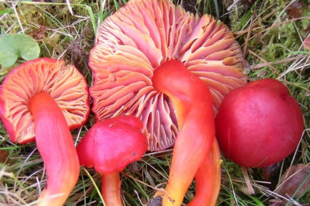 Fears for future of Fungi species