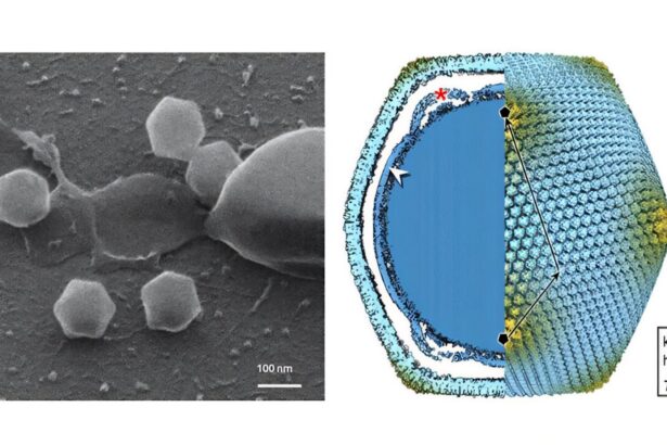 Finland finds its first giant virus