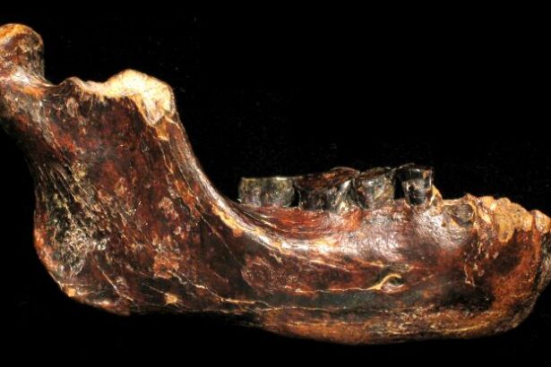 First Denisovan Fossil Discovered in Taiwan Reveals Secrets of Our Ancient Relatives : ScienceAlert