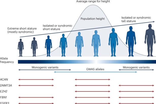 Genetic factors highlight the many ways health and height are linked
