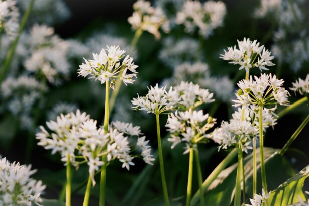 Health Benefits of Wild Garlic