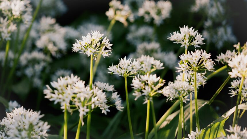 Health Benefits of Wild Garlic