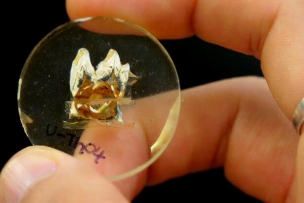 Giant Prehistoric Kangaroos in Australia Were Doomed, And Now We Know Why : ScienceAlert