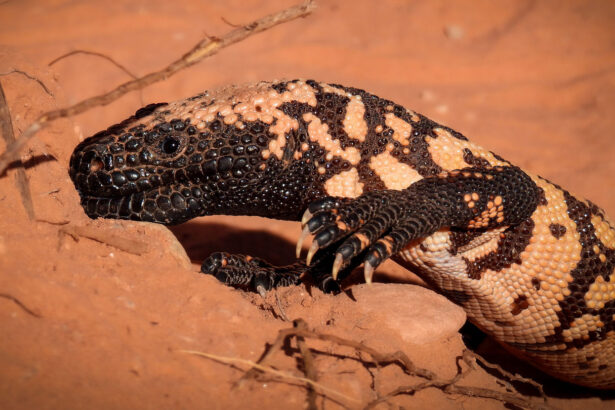 Gila monsters may struggle to survive climate change