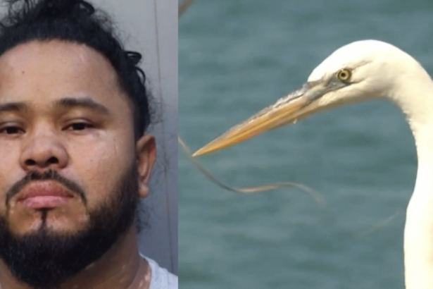 Happy Ending: Guatemalan Illegal Alien Deported After Attacking and Injuring Endangered Great White Heron – Bird Makes Full Recovery (VIDEO) |