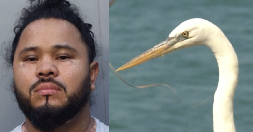 Happy Ending: Guatemalan Illegal Alien Deported After Attacking and Injuring Endangered Great White Heron – Bird Makes Full Recovery (VIDEO) |