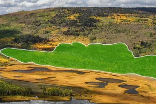 Haunting Sounds of The World’s Largest Living Thing Revealed : ScienceAlert