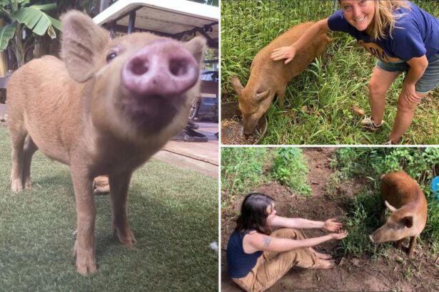 Hawaii teen faces sentence for stealing, killing pet pig