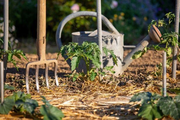 Heat- & Drought-Tolerant Veggies for Your Climate-Resilient Garden