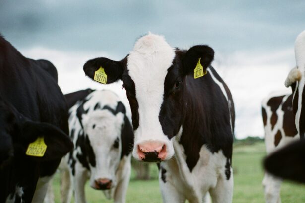 Hidden transmission of avian influenza virus H5N1 found in Texas dairy cattle